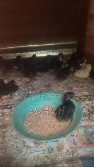 ගම් කුකුලු පැටව්