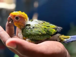Sun Conure Chicks
