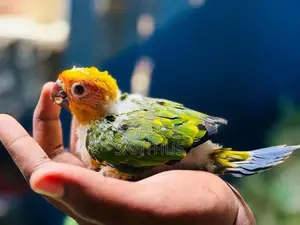 Sun Conure Chicks