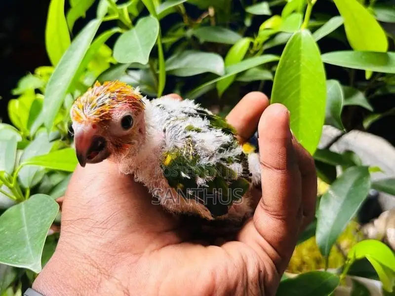 Sun Conure Chicks