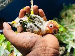 Sun Conure Chicks