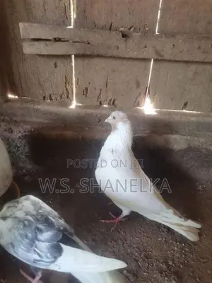 Timing Pigeon