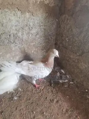 Timing Pigeon