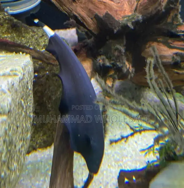 Black Ghost Knife Fish