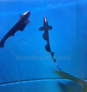 Black Ghost Knife Fish
