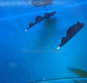 Black Ghost Knife Fish