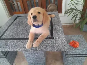 Golden Retriever Puppy