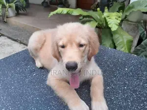 Golden Retriever Puppy