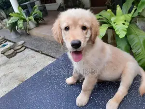 Golden Retriever Puppy