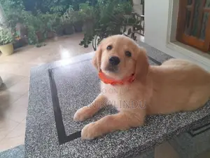 Golden Retriever Puppy