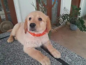 Golden Retriever Puppy