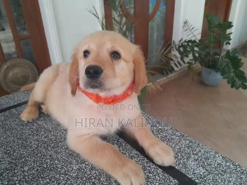 Golden Retriever Puppy