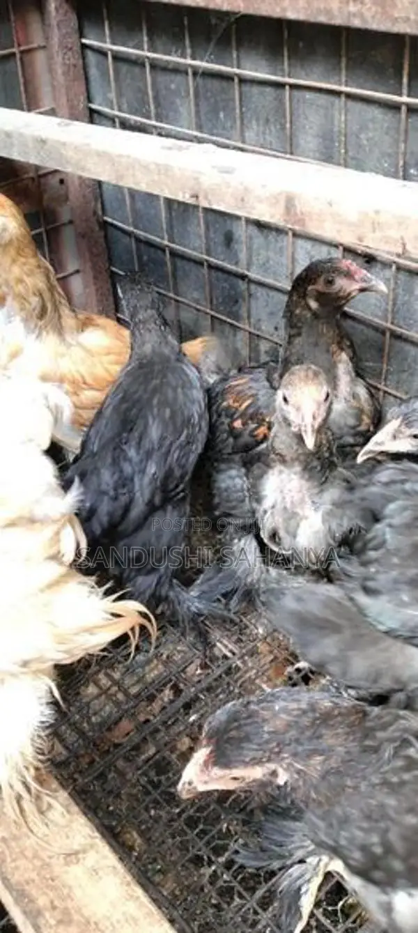 බ්‍රහම කුකුල් පැටව්