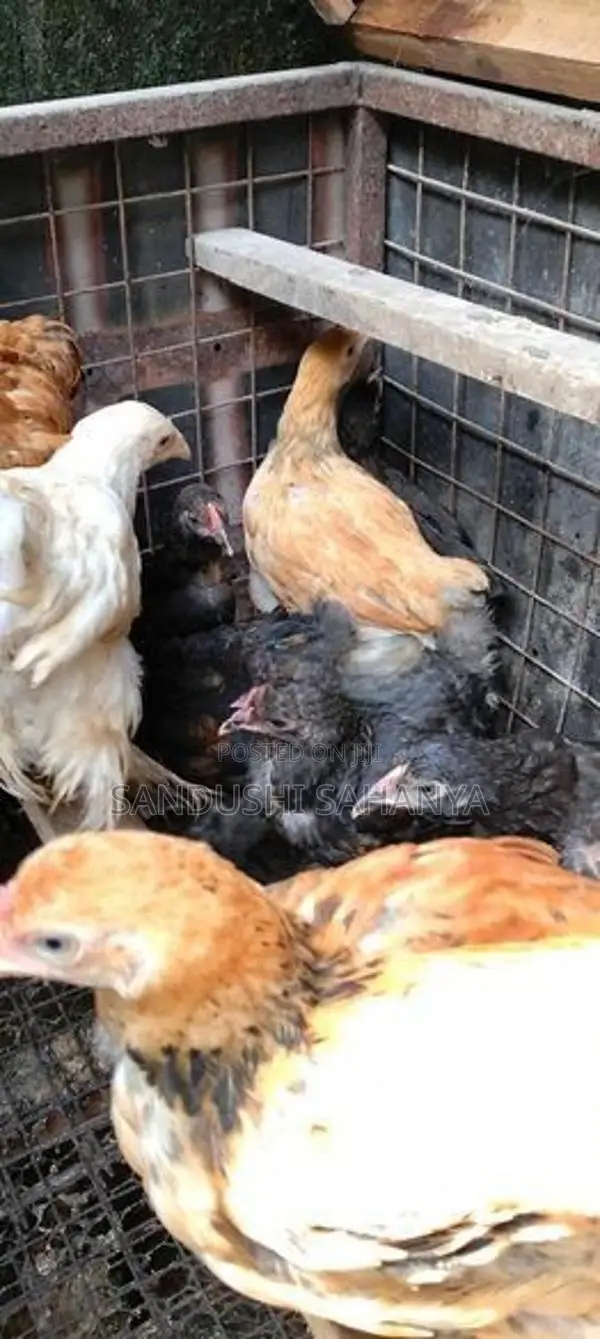 බ්‍රහම කුකුල් පැටව්