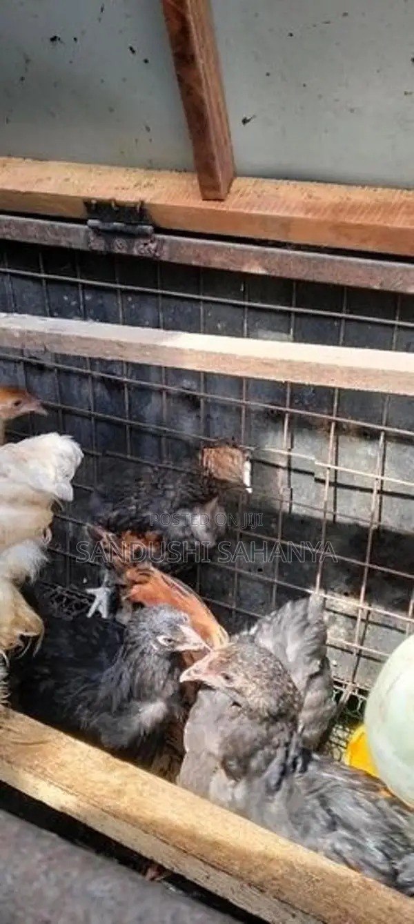 බ්‍රහම කුකුල් පැටව්