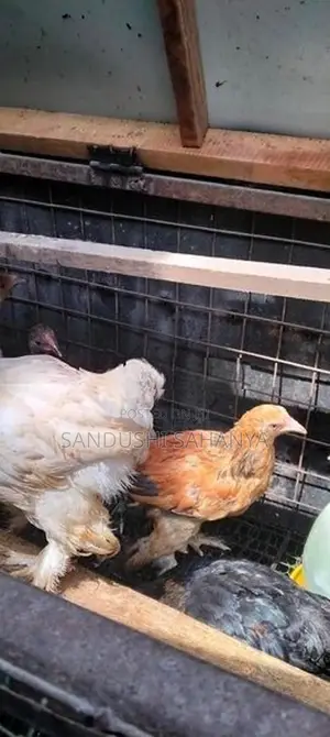 බ්‍රහම කුකුල් පැටව්