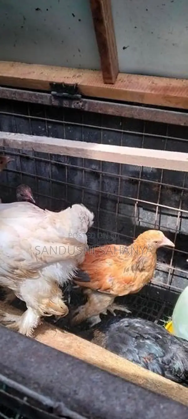 බ්‍රහම කුකුල් පැටව්