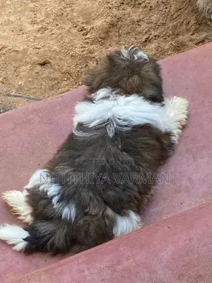 Shih Tzu Puppy