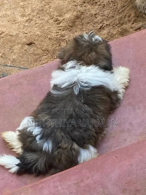Shih Tzu Puppy