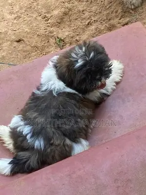 Shih Tzu Puppy