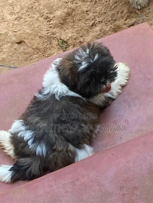 Shih Tzu Puppy