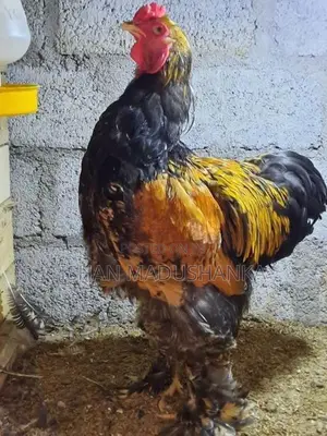 Brahma Male