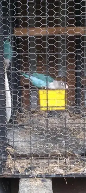 African Bird