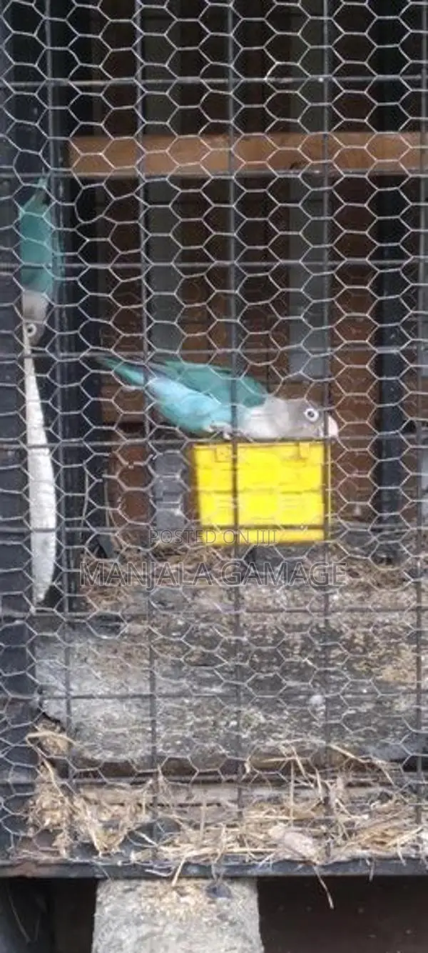 African Bird