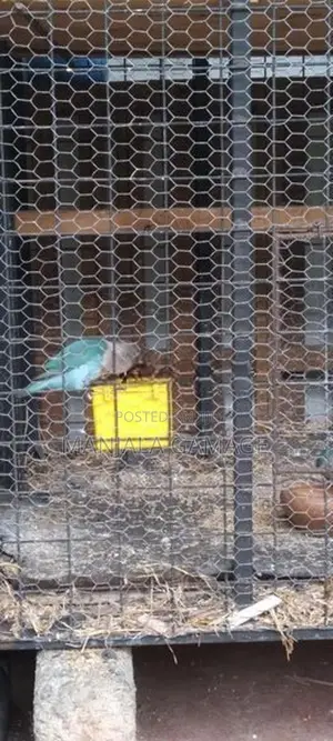 African Bird