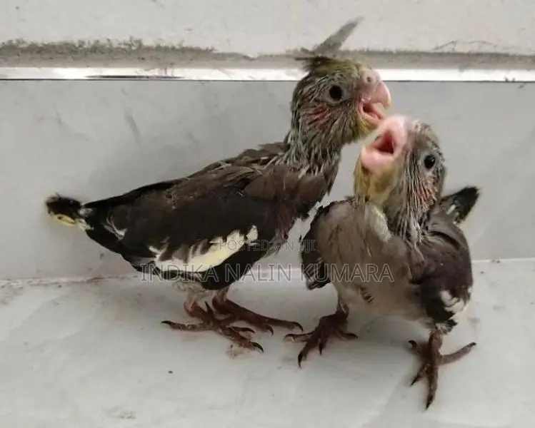 Cocktail Pair