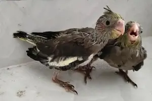Cocktail Pair