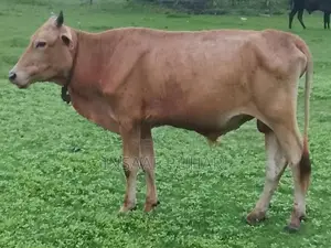 Qurban Cow