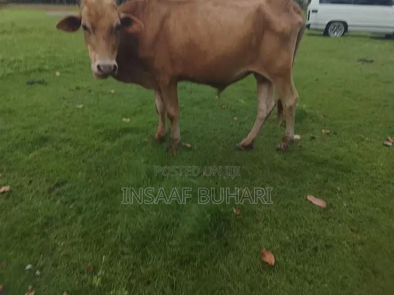 Qurban Cow