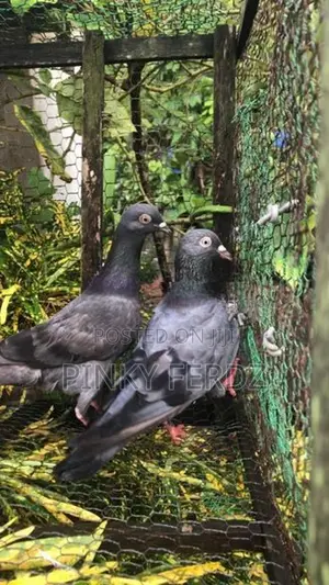Pigeons