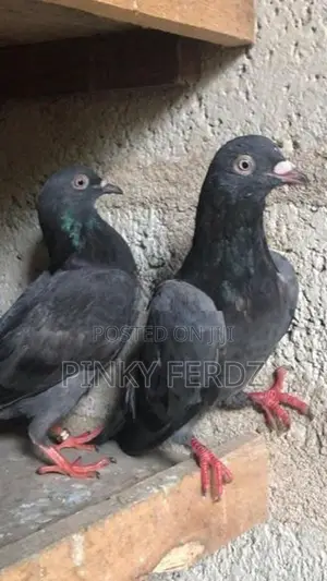 Pigeons