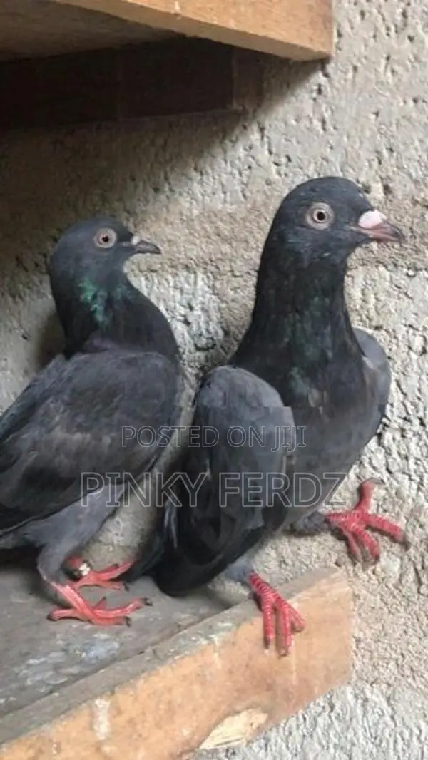 Pigeons