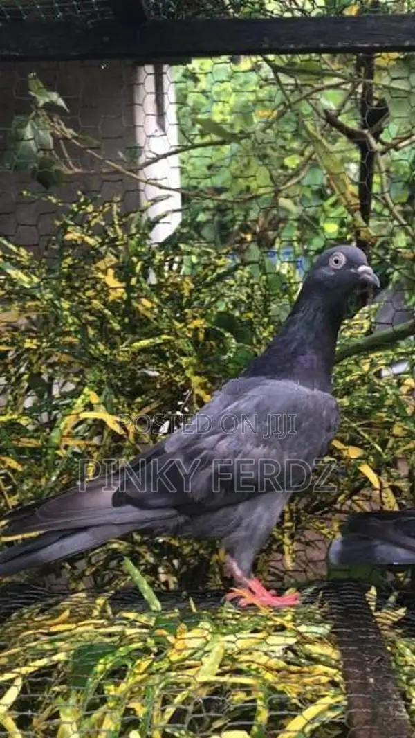 Pigeons