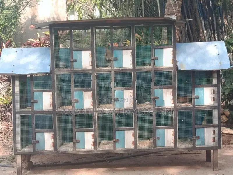 Bird Cage