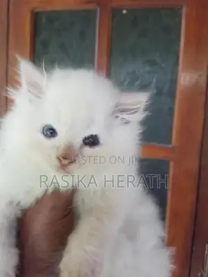Persian Cats