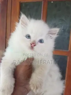 Persian Cats