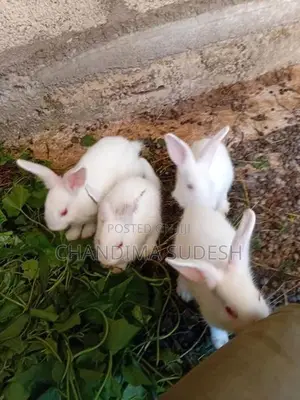 Rabbits