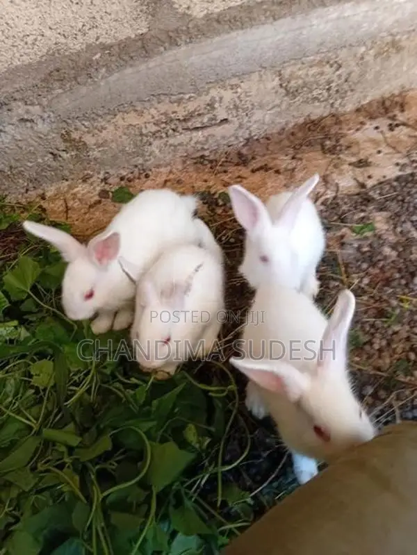 Rabbits