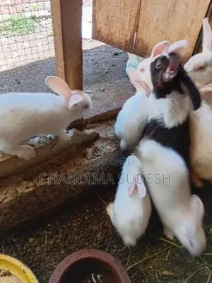 Rabbits