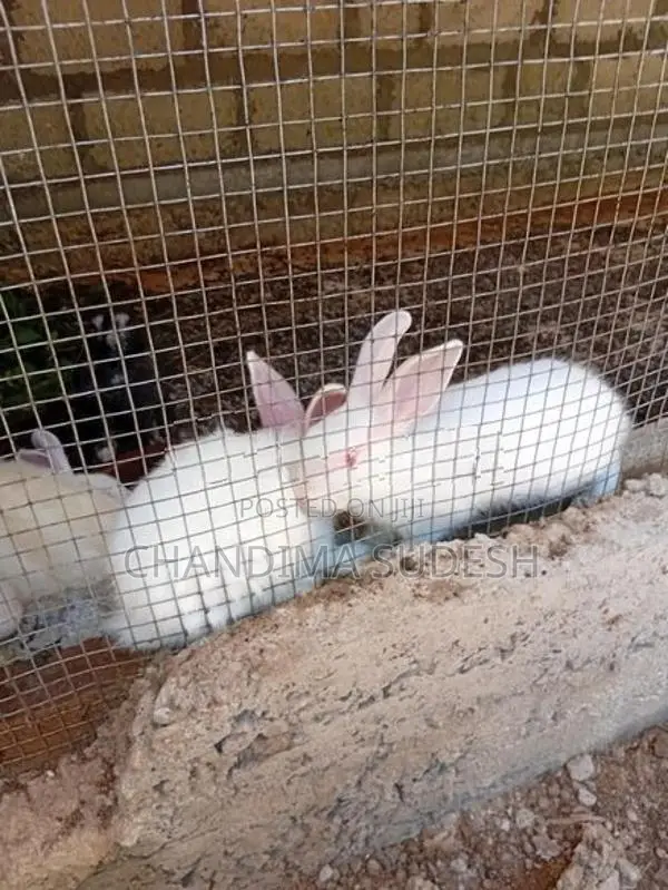 Rabbits