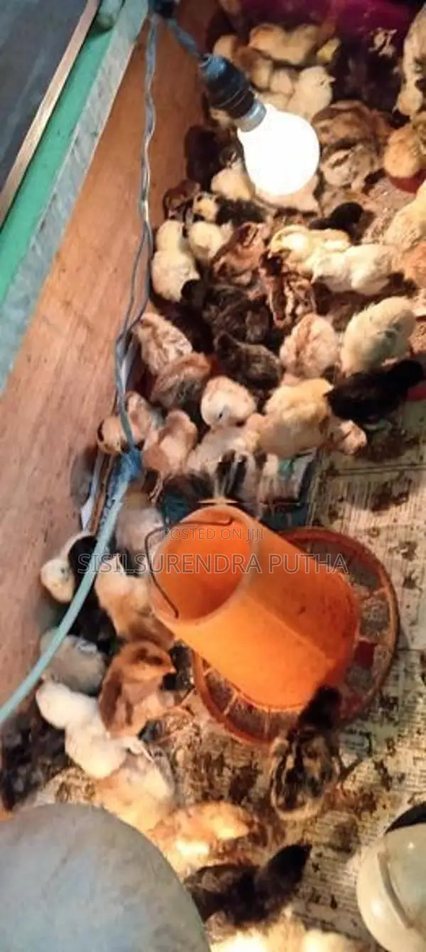 ගමි කුකුල් පැටවුන්