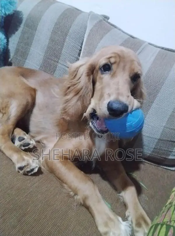 කොකර් ස්පැනියල්