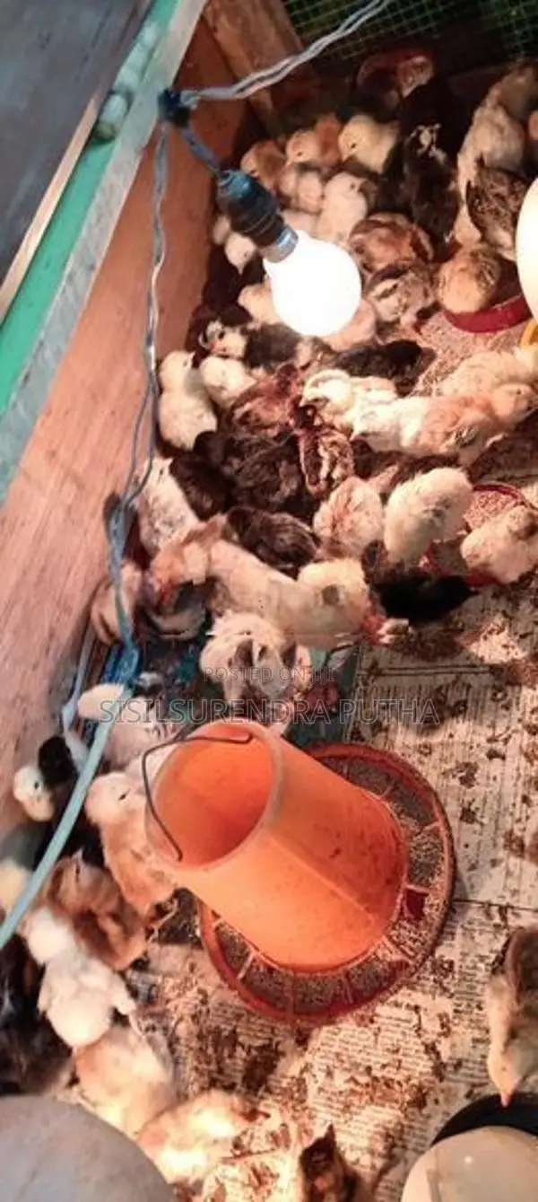 ගමි කුකුල් පැටවුන්