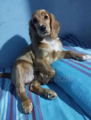 කොකර් ස්පැනියල්