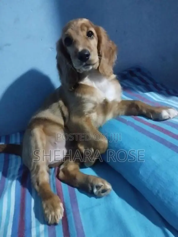 කොකර් ස්පැනියල්