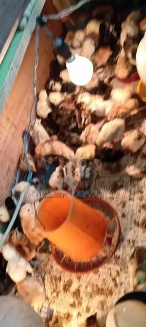 ගමි කුකුල් පැටවුන්